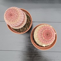 꽃다리 자태양 랜덤배송 다육식물 선인장 아이만배송
