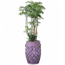 플라워리퍼블릭 폴리셔스1 kj1 축하화분배달 개업 선물 거실 미세먼지