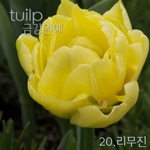 튤립 구근 2022년 입고 금강원예, 20.리무진(5구)