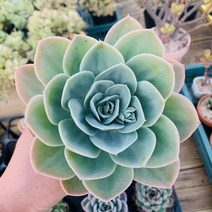 백봉 중품 다육시물, 1개