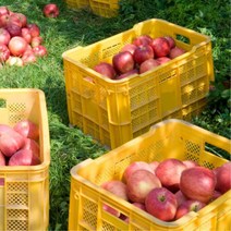 과수원 귤 사과 과일용 사각 플라스틱박스 수산물 보관 팬트리 수확 운반용, 1개, 사각박스 녹색