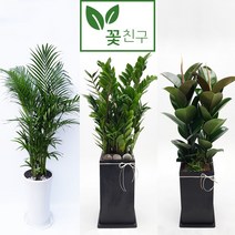 꽃친구 금전수 돈나무 극락조 행운목 뱅갈고무나무 알로카시아 스투키 고무나무 아레카야자 녹보수 개업 축하 화분 전국 당일배송, 스투키 사각분 1호, 기본받침