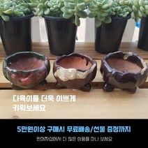 다육 다육화분 - 원형 콩분 3개세트 예쁜 다육화분