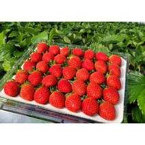 산지직송 설향 딸기 베이커리용 데코용 1.4kg 700g, 42구 베이커리 데코용 딸기 700g 이상