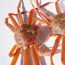 선주직송 영덕 대게 활 박달대게 시세 택배 맛집 배송, 영덕 활대게(대)10.1cm ~11cm 3마리