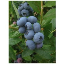 블루베리 챈들러 [2년생 포트] kjot