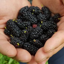 자연애 GAP인증 버블세척 산청오디 3kg, 1개