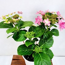 꽃나무팜 댄스파티 수국 별수국 핑크 중대품 별꽃 야생화 노지월동 다년생 한개금액입니다