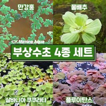둥둥 수조 위 뜨는 부상 수초 키우기 4종 세트(SET18), 단품