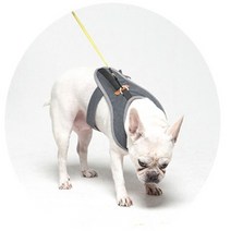 코지힙 네오펫하네스 부드러운 순면원단 강아지 고양이 가슴줄 소형견목줄대신착용, 차콜
