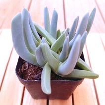 체리톱스 키우기 쉬운 거실 다육 화분80 랜덤발송, 단품