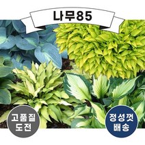 (나무85) 호스타 포트 10종 시리즈, 7. 호스타 스모크시그널 포트