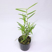 죽도석곡 세엽석곡 죽엽석곡 핸콕키 소품 석곡 착생식물 석부작 목부작, 1개