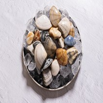울릉도 왕비단 백합 / 비단 백합 1kg / 산소포장 최상급 완벽해감~ 씨알 굵어요, 울릉도 왕비단백합 1kg x 1, 1개