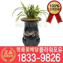 [플라워포유] 대국관 동양난 서양난 승진축하 영전 인사이동 개업난 선물 꽃배달 개업화분