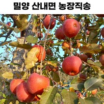 [산지직송]밀양 얼음골 사과 GAP인증 정품과, 10kg 소소과 48과~50과(가정용 추천)