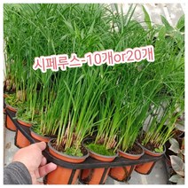 시페루스-10개or20개/수생식물인 파피루스와 모습이 비슷하죠﻿, 20개