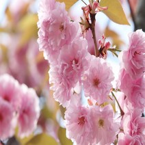 세종식물원 겹벚나무 묘목 벚나무 접목 특묘 개화주