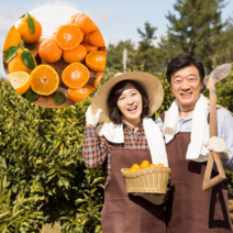 먹사부 [산지직송] 제철 제주 황금향 가정용 선물세트 선물용 과일 소 중 대과 고당도 특품 1kg 2kg 3kg 5kg 명절 설 추석 선물 세트, B. 가정용 중과 (1kg)