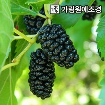 오디나무 왕오디 접목1년 특묘(2개세트) 유실수 오디 가림원예조경