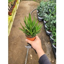 10~25cm 미니알로에 소품 25, 1개