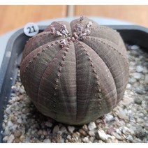 선인장/오베사 -21