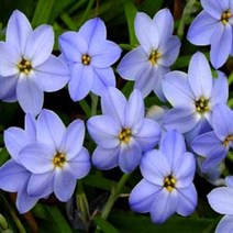 [초화류]아이페이온(향기별꽃)-보라