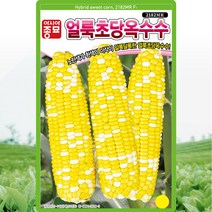 얼룩초당 옥수수 씨앗 옥수수 씨 종자 100립, 1개