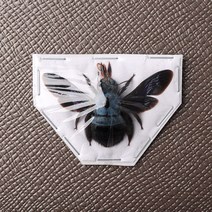 Xylocopa caerulea 케루리아파랑벌 곤충표본 건조표본, 파란색