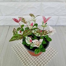 가습식물 거실화분 관엽식물 마삭 마삭줄 마삭줄키우기 무늬마삭줄 소 실내화초 여름야생화