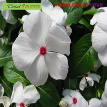 팝플라워 (꽃씨) 일일초 화이트 10립 [SM@A100], 상세페이지 참조