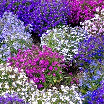 [모야모 꽃씨] 로벨리아 7색상 50립 씨앗 선택구매, 로사몬드 50립, 1개