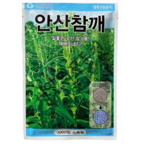 안산참깨 씨앗 3000립 다분지 다삭성 펠렛코팅 국산참깨 씨앗 그린하트바이오