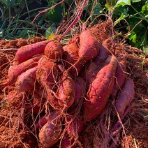 영암 햇고구마 꿀고구마 무농약 황토고구마 세척고구마 영암이구마 3kg 5kg 10kg 셀프파머스, 대, 1개