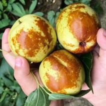 꿀품 산지직송 사과대추 왕대추, 1.5kg(특과), 1개