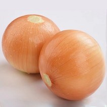 맛있는양파 10kg 강원도햇양파 국내산양파, 하