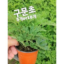구문초 5개 10개/모기퇴치하세요^^, 10개