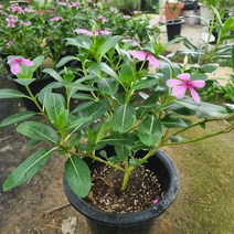 식물사랑꽃농원 / 목일일초, 1개