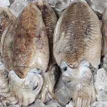 손질 갑오징어 생물 갑오징어 1kg 500g, 1개