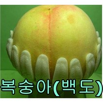 복숭아나무(백도)접목1년특묘 나무 묘목 복숭아백도나무