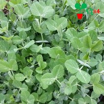 완두콩 모종 (2개)~ 베란다 텃밭 시장 씨앗 채소 묘종