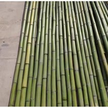 티니클링 단체게임 점프 체육 전통 대회 춤 실내 뉴스포츠 장대 민속 대나무 뱀부댄스 필리핀, 유치원 3m 10개볼 세척 샌딩, 1개