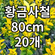 황금사철 80cm 20개 철쭉마켓 나무 묘목 생울타리 울타리 담장