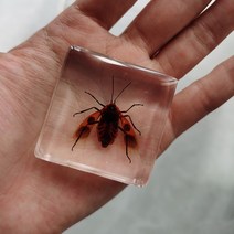 피규어사이트 소형 동물 장식품 실제 곤충 수지 표본 나비 해양 생물학 교육인지 도구 홈 인테리어 액세서, 16 016