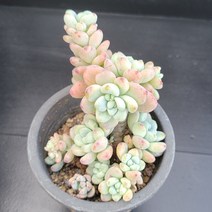꽃다리 라울 18 다육식물 다육이 아이만배송