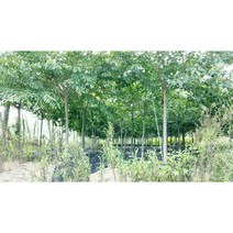 왕벚나무 B6 판매