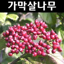 가막살 나무 묘목 키1.2m 1개/정원/공원/조경수
