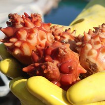 산지직송 당일 작업한 통영 활멍게 자연산 햇멍게 꽃멍게, 1개, 생물 꽃멍게 1kg