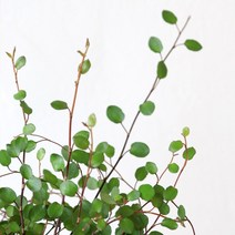 트리안 뮤렌베키아 모종 미니 중품 공기정화식물 행잉 식물 수경식물 넝쿨식물, 중형, 1개