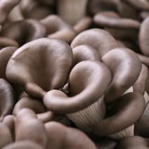 청원생명 무농약 친환경 느타리버섯 1kg